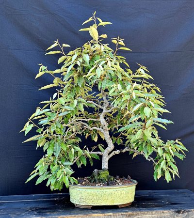 Silverberry 1
