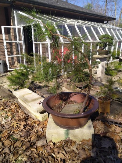 Shortleaf Pine, flat roots shade swept Yamadory