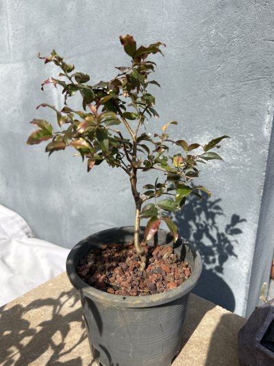 Jaboticaba
