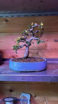 Transplantace - 16.02.26 - Photo 1/1