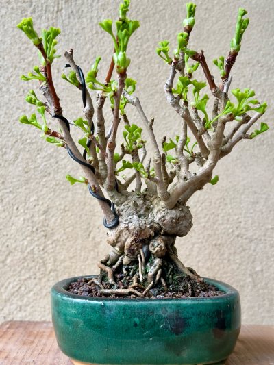 Gingko biloba