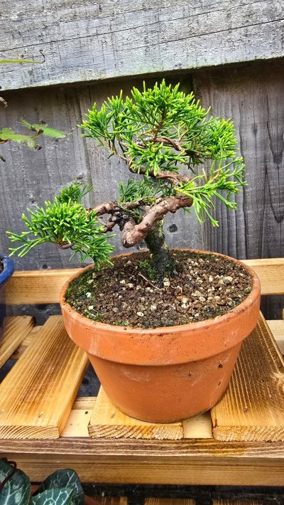 Juniper