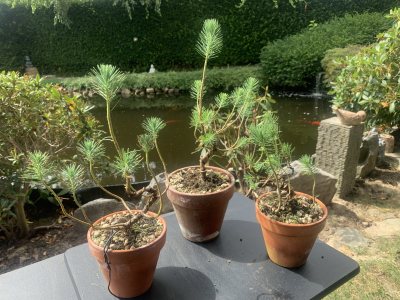 Pin Sylvestre