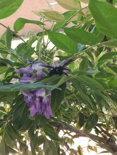 Glycine Souprosse