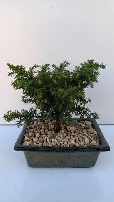 Cèdre du Japon Aaron