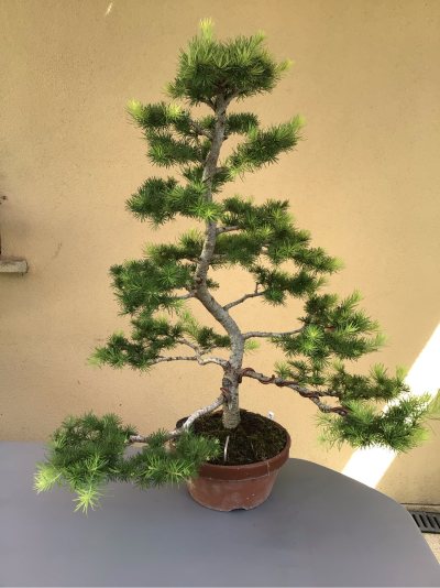 #37 Mélèze du Japon