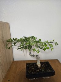 Beschneiden und Drahten - 08.06.25 - Photo 1/4