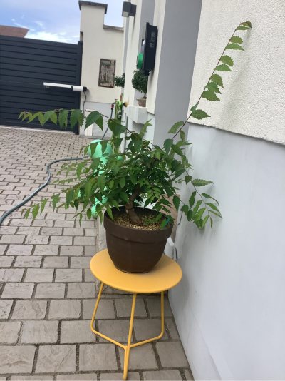 Zelkova Mj