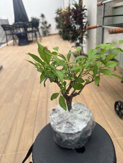Cereja Sakura