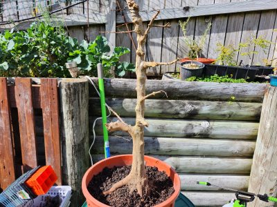 Trident Maple 005