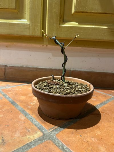 Acer palmatum bouture n 1