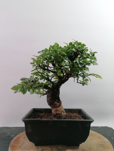 Zelkova