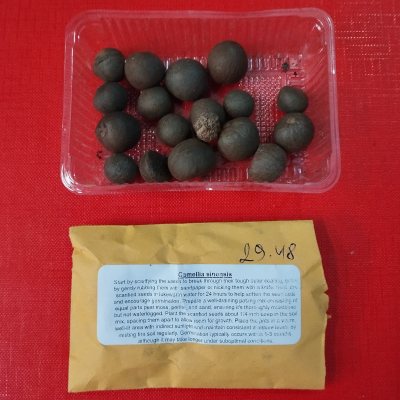 Камелия китайская, или Чайный куст ККи01с