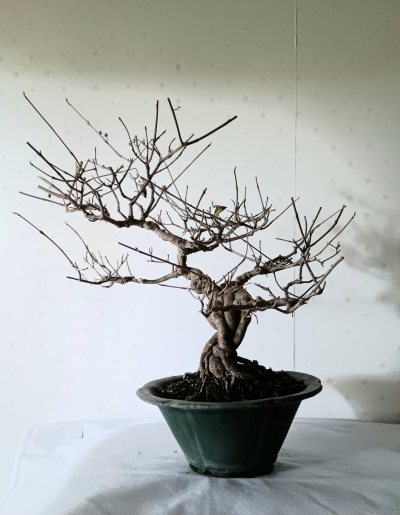 Callicarpa