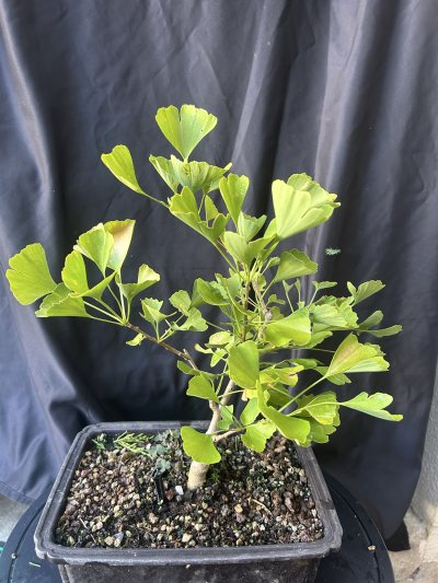 Ginkgo Biloba