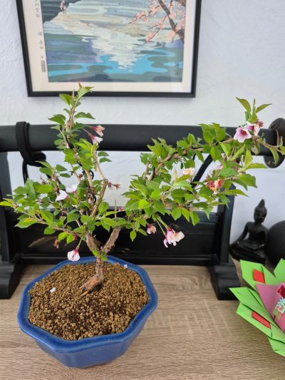 Prunus Incisa Kojo-no-mai