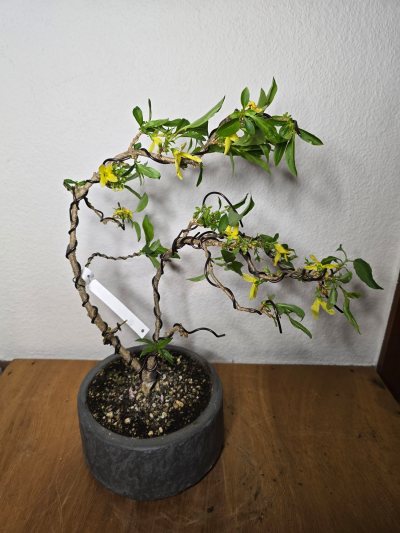 Forsythie 002