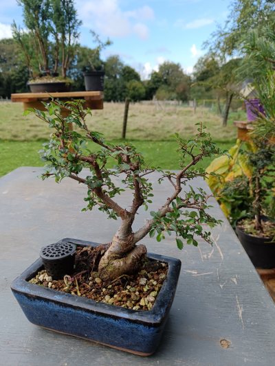 Zelkova