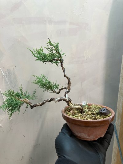 #71 Juniperus Chinensis