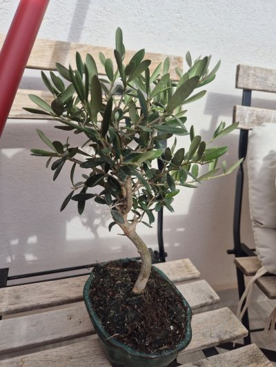Olivo