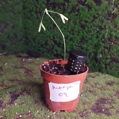 Мимоза стыдливая (Mimosa pudica) 04