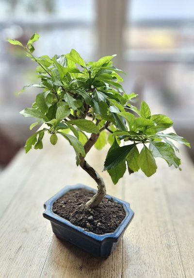Duranta repens