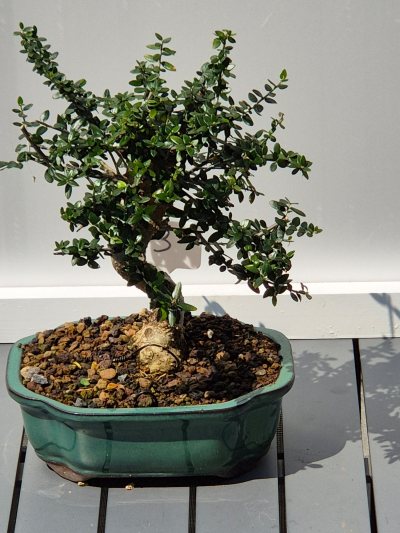 12. Olijf (Olea europaea)