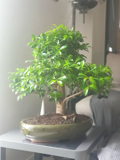 Eugenia uniflora