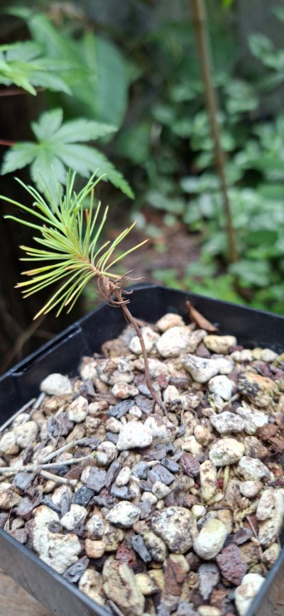 Mexican Weeping Pine