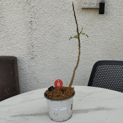 Делоникс королевский 🌳 ДКо06