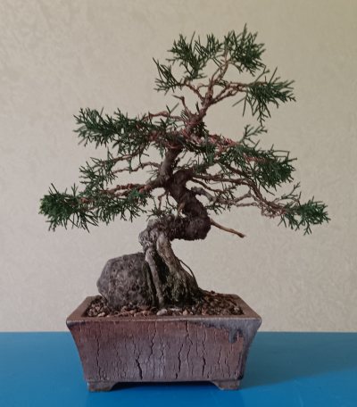Juniperus shohin sur roche