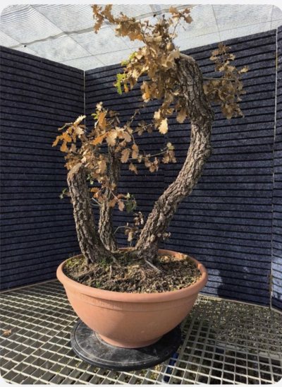 Quercia faginea