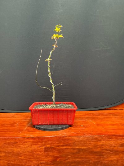 Arce palmatum