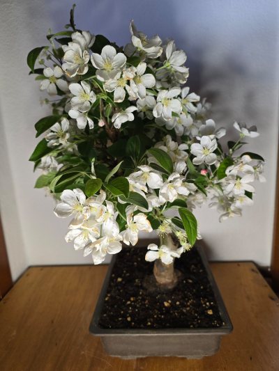 Zierapfel 001