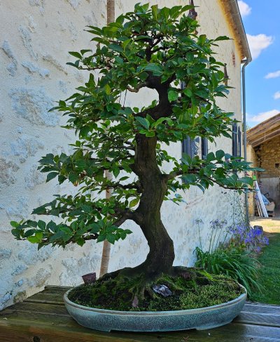 Styrax