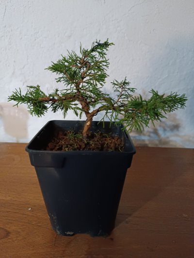 Juniperus chinensis Itoigawa 078