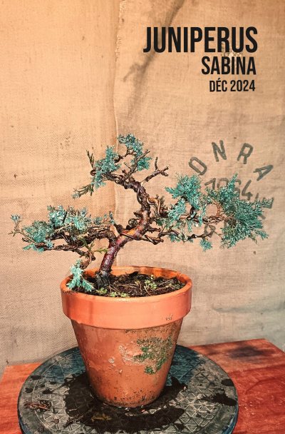 Juniperus Sabina