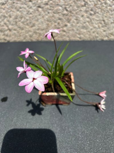 Rhodohypoxis blanche