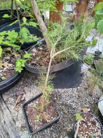 Table Mountain Pine