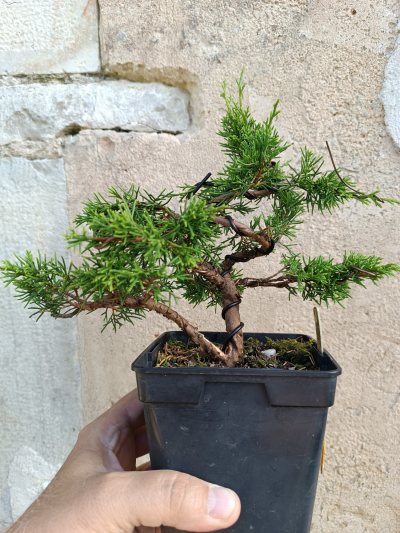 Juniperus chinensis Itoigawa 054