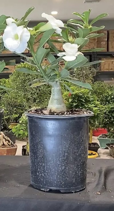 Desert rose - grafted white