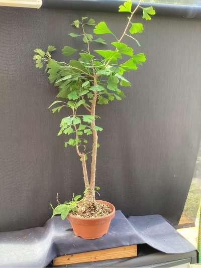 Ginkgo 2