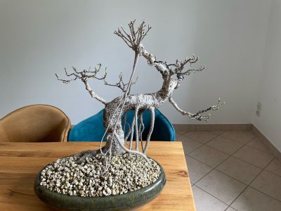 Ficus