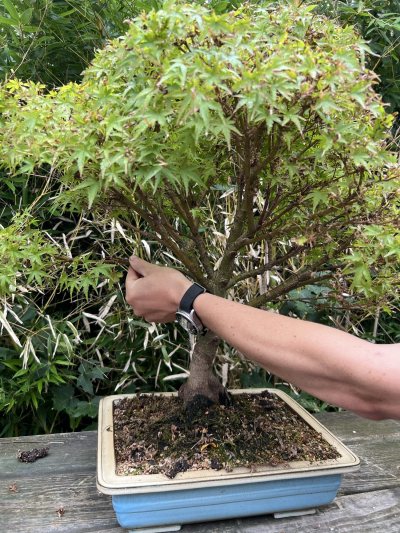 Sharps Pygmy Japanese maple
