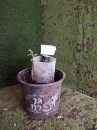 Repotting - 2/15/26 - Photo 1/1