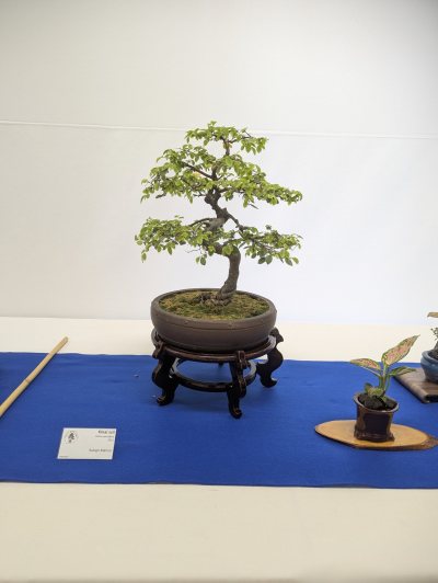 Ulmus