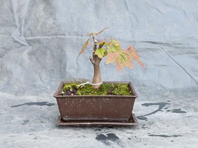 Klon smart pot