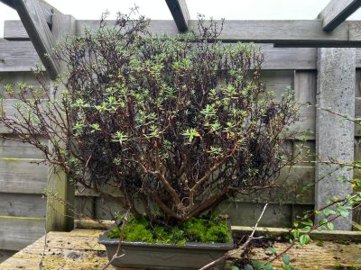 Crassula sarcauculis