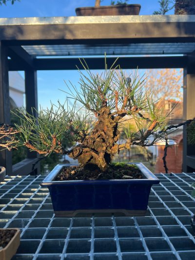 Pino Corticosa