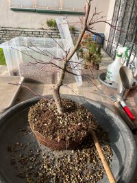 Transplantace - 07.03.26 - Photo 1/5